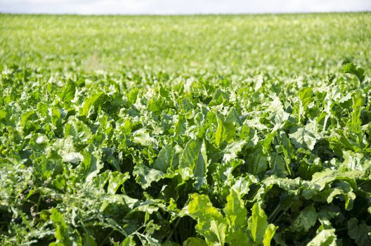 A field of sugar beet plants, beta vulgaris on a sunny day