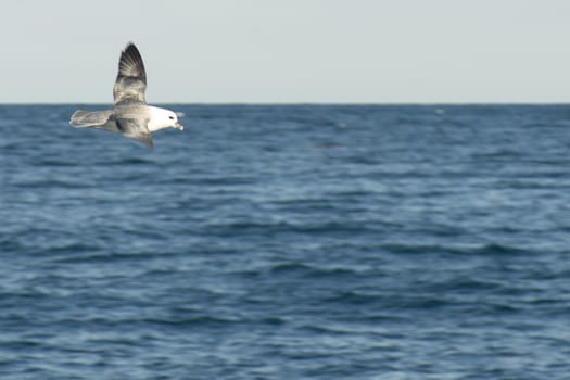 Northern Fulmar, Fulmarus glacialis flying above the ocean