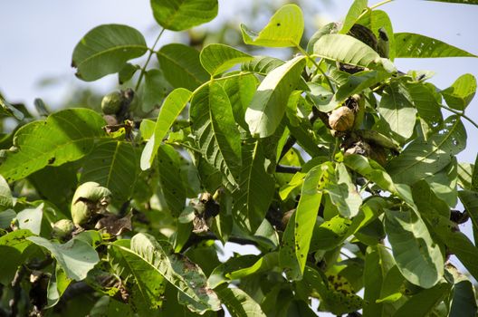Walnut branch with ripe fruit, Juglans regia
