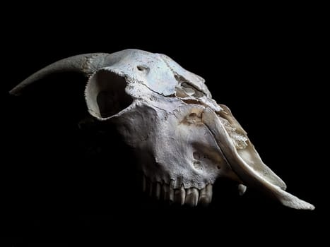 Skull of goat isolated towards black background