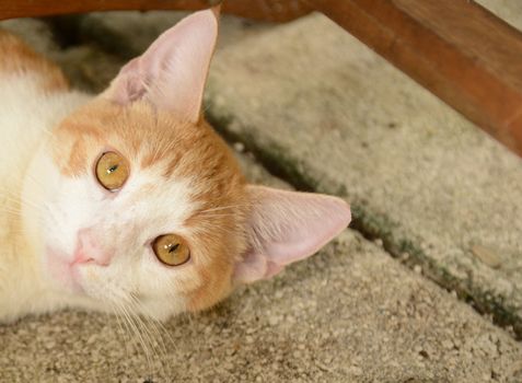 pretty orange and white cat outdoors