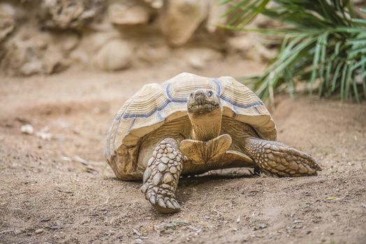 The African spurred tortoise (Geochelone sulcata), also called the sulcata tortoise, is a species of tortoise which inhabits the southern edge of the Sahara desert, in northern Africa.