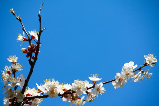 Branch with a whute flowering apricots with a sunlight