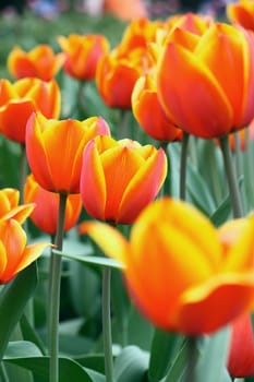 A lot of red and yellow tulips at green background