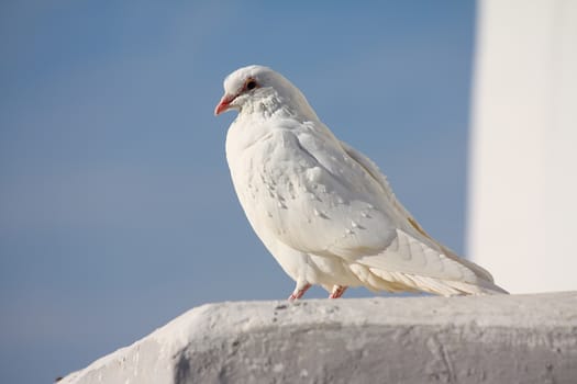 White dove sitting on the wall