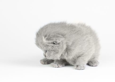 Little british kitten isolated on the white