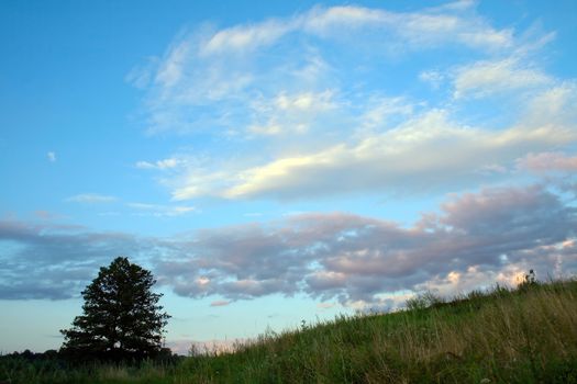 Spring green field and lonely tree landscape