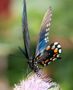 butterfly perked up on a flower with green background