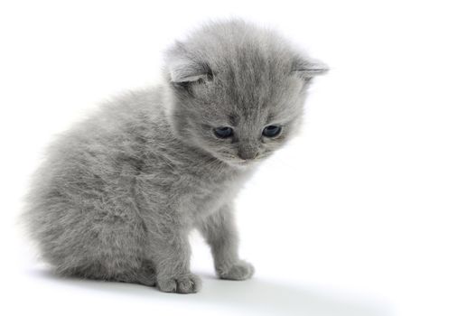 Little british kitten isolated on the white