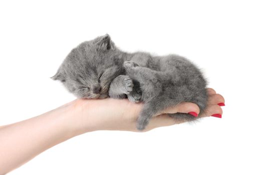 Little kitten sleeping in the hands at white background