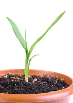 Little green sprout in a flowerpot isolated on the white