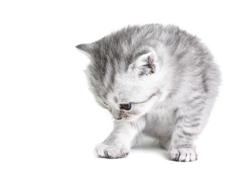 Little british kitten isolated on the white