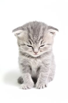 Little british kitten isolated on the white