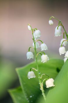 Lily of the valley closup photo