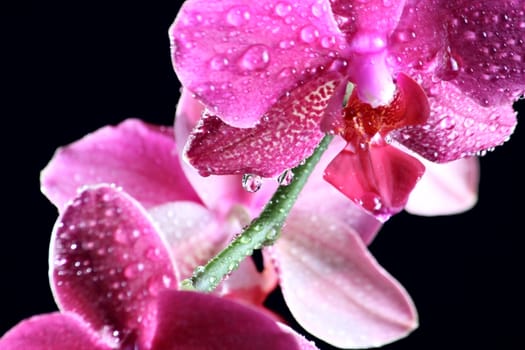 Beautiful orchid at the dark background