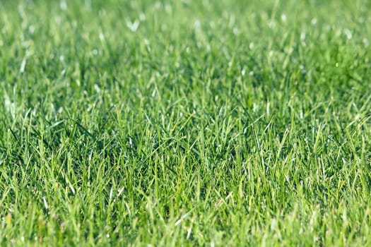 Macro photo of a green grass with a water drops