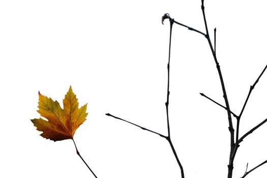 Lonely maple isolated leaf on a brench