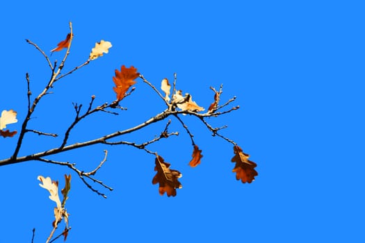 Some oak leafs on tree on a blue sky background