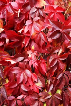 Red leafs in a park at autumn season