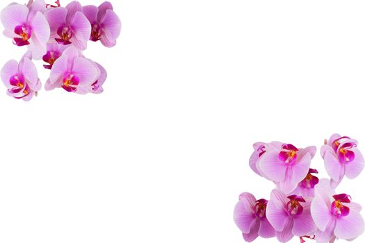 Flowers on a white. horizontal background.