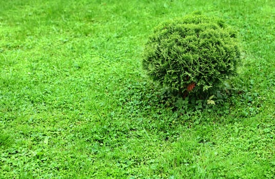 Green Lawn with small Bush Summer Background