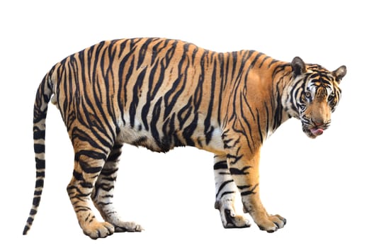 bengal tiger isolated on white background