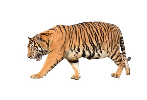 bengal tiger isolated on white background