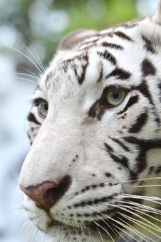 close up white bengal tiger face