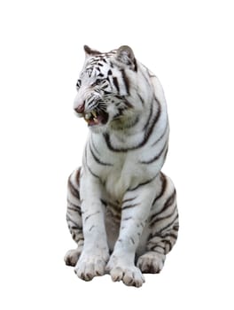 white bengal tiger isolated on white background