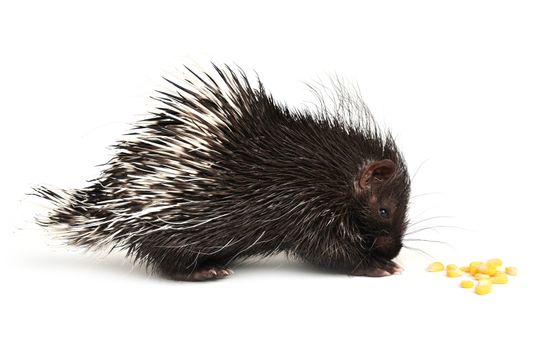 baby porcupine isolated on white background
