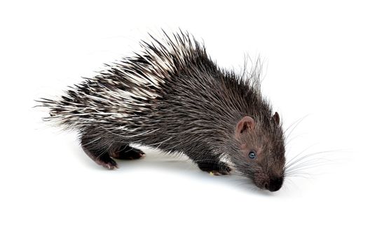 baby porcupine isolated on white background