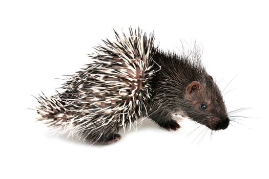 baby porcupine isolated on white background