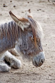 Donkey knelt down in the land resting