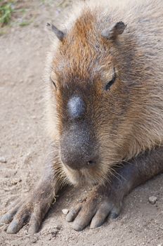 The capybara is the largest rodent in the mundo.H��bitat: rivers, swamps and dense vegetation is herbivorous
i this by North and eastern South America