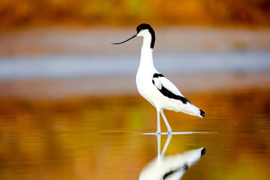 Beautiful pied avocet, Recurvirostra avosetta on the waters of the Bay of Cadiz