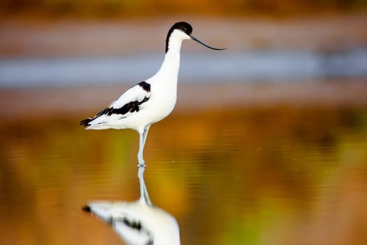 Beautiful pied avocet, Recurvirostra avosetta on the waters of the Bay of Cadiz