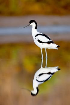 Beautiful pied avocet, Recurvirostra avosetta on the waters of the Bay of Cadiz