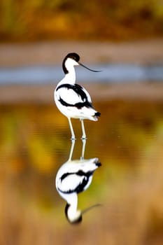 Beautiful pied avocet, Recurvirostra avosetta on the waters of the Bay of Cadiz