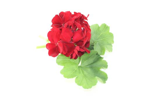 red Pelargonium with leafs on a light background