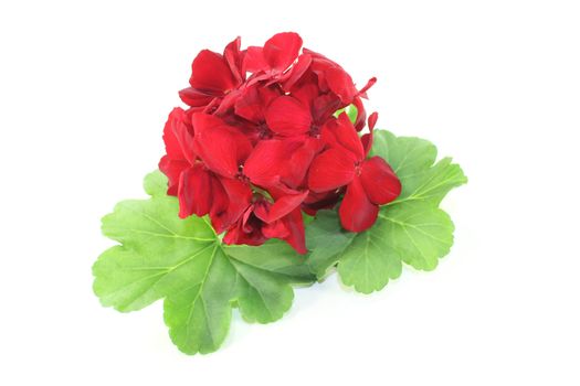 red Pelargonium with leafs and blossoms on a light background