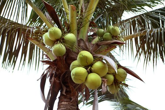 Thai green coconuts on the palm tree