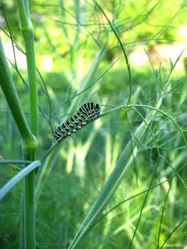caterpillar of the butterfly machaon on the fennel