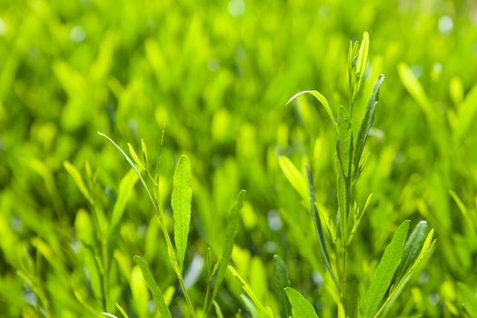 background with bright green leaves 