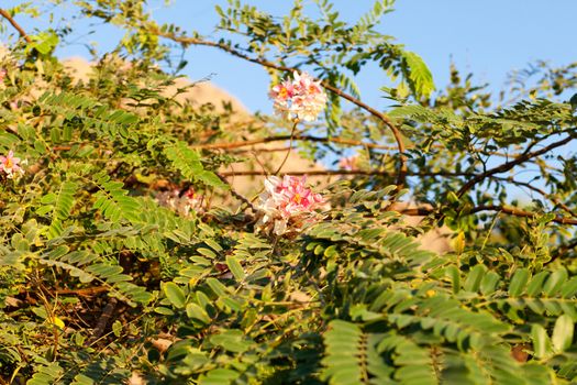 background with small pink flowers