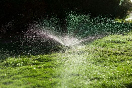 sprinkler on the green yard