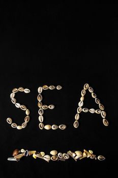 The Word Shell Made of Sea Shells and Black Background
