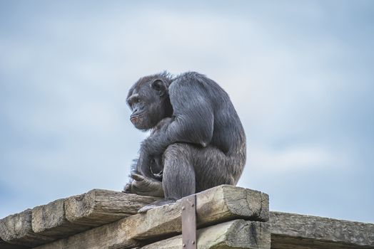 Chimpanzee, primatart in the human ape family. Is the species which, together with the dwarf chimpanzee (also called the bonobo), shows the greatest similarity with humans. Photo is shot 27/07/2013.