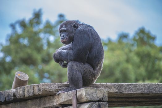 Chimpanzee, primatart in the human ape family. Is the species which, together with the dwarf chimpanzee (also called the bonobo), shows the greatest similarity with humans. Photo is shot 27/07/2013.