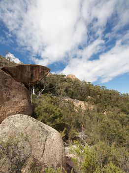 Typical Australian Bush in Tasmania Australia