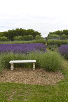 Lavender harvest in a garden, back yard